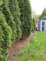 Edging Around Trees The Easy Way The