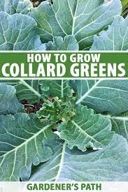 how to grow collard greens gardener s