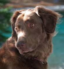 View the complete puppy profile for more information. Chesapeake Bay Retriever Information Dog Breed Facts Dogell Com
