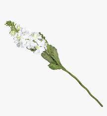 Stock flowers are stunning and are sure to enhance the ambience of your event. White Stock Flower Png Transparent Png Kindpng