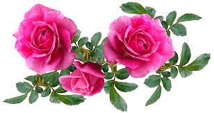 Many different types of flowering garden plant names pictured. Plant Flowers Roses Pink Free Image On Pixabay