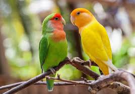 two parrots are sitting on a branch