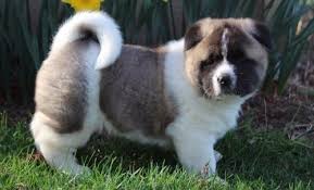 Get your american akita today through lancaster puppies. Akita Puppy For Sale Adoption Rescue For Sale In Lebanon Pennsylvania Classified Americanlisted Com