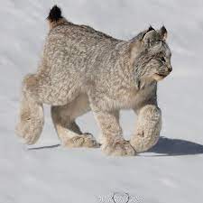 Lynx Cat Big Feet gambar png