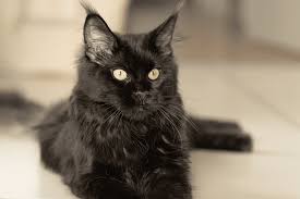 black smoke maine a majestic cat