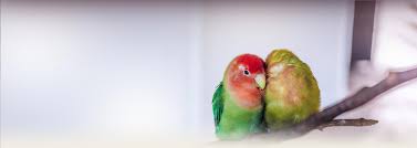 We did not find results for: Pet Bird And Parrot Behavior Pet Birds By Lafeber Co