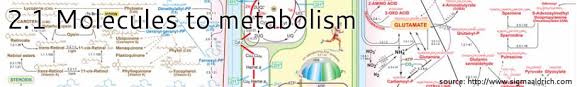 2 1 Molecules To Metabolism Bioknowledgy