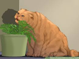 Wikihow Plants Cats