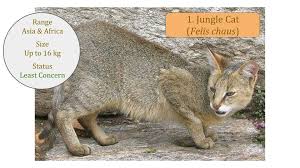 Jungle Cat Swamp Cat Felis Chaus Wild Cat Family