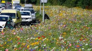 Why Are England S Roadsides Blooming