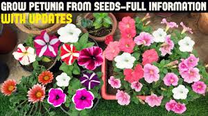 Easy to grow flowers from seeds uk. How To Grow Petunia From Seeds With Full Updates Youtube