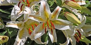 If you live with cats, never have lilies in the home. Poisonous Plants International Cat Care