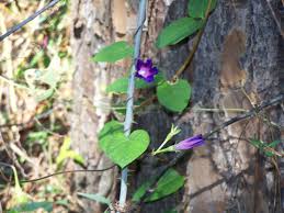 vine with purple flower a morning glory