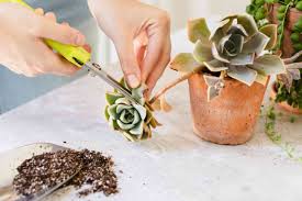 how to revive a succulent