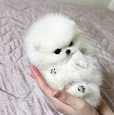 Thinking of adopting a teacup pomeranian? Teacup Pomeranian Puppies Cuteanimals