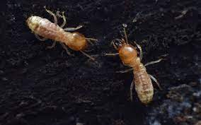 Found Termites In Your Yard Or Garden