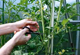 learn about cutting back tomato plants