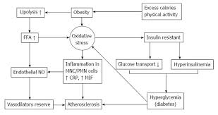 Oxidative Stress Insulin Resistance Dyslipidemia And Type