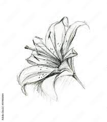 lily flower hand drawing sketch on