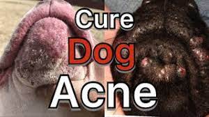 how to treat dog acne pimples hot