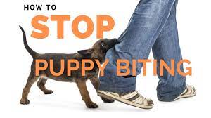 Teaching your puppy bite inhibition, and stopping him from biting altogether can take up to 4 weeks to complete successfully, so please be patient there are some people that advocate using a choke collar to stop puppy from biting. Puppy Biting What S Normal What S Not And How To Curb It