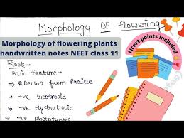 morphology of flowering plants