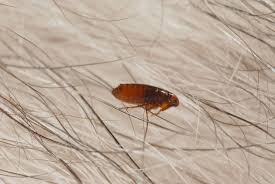 get rid of fleas in your home yard