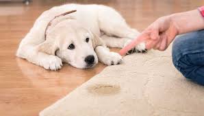 what is the best carpet for pet owners