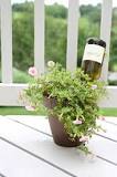 how-long-will-a-wine-bottle-water-a-plant