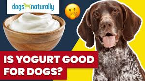 is yogurt good for dogs you