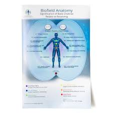 Large Biofield Anatomy Map Back Anatomy Map Accupuncture