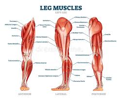 Muscle on back of calf (covers most plantar flexion of foot(via achilles tendon); Man Body Anatomy Front Back Side Stock Illustrations 172 Man Body Anatomy Front Back Side Stock Illustrations Vectors Clipart Dreamstime