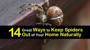 keep spiders out of your home naturally