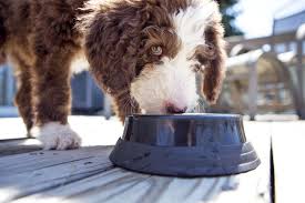what to feed a dog with an upset stomach