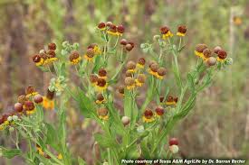 Sneezeweed A Concern For Livestock