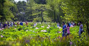 Kenilworth Aquatic Gardens Landscape