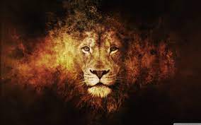 Lion HD Wallpapers and Backgrounds (31 ...