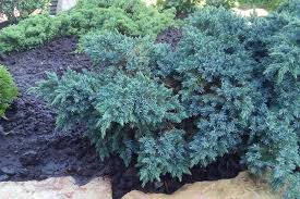 grow and care for blue star juniper