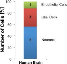 cellular composition of the human brain