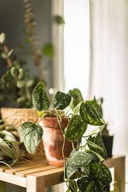 25 best indoor plants low maintenance