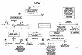 cocci flow chart microbiology unknown