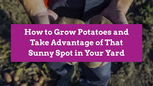 Deciding the best method to grow potatoes partly. How To Grow Potatoes Better Homes Gardens
