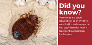 how to get bed bugs out of carpets and rugs