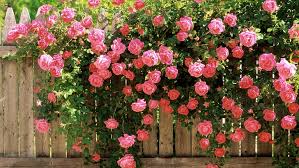 hd wallpaper rose on fence flower pink
