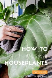 How To Clean Houseplant Leaves Keep