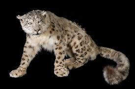 snow leopard panthera uncia masai