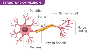 motor neuron diagram characteristics