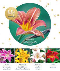 lily meaning and symbolism ftd com