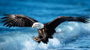 eagle wallpapers 68 images