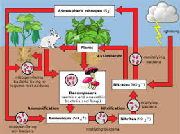It is considered to be a cycle since nitrogen moves around from place to place in different forms but is always present. Nitrogen Cycle Wikipedia